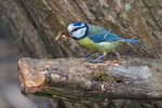 Blue Tit collecting nest material at Otmoor