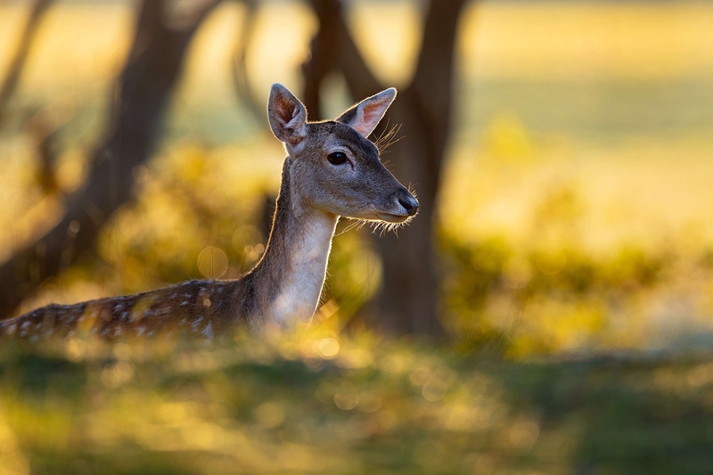 Roe Deer taken in the Isle of Mull