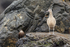 Whimbrel & Seaside Cinclodes, Chile