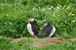Puffins