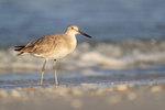 Willet portfolio