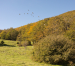 Monte Pollino, Finches flying from bush