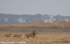 Lion followed by its cubs.