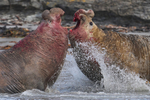 Southern Elephant Seal