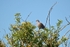 Turtle Dove