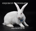 equiscot1978