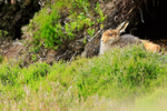 Mountain Hare, Findhorn Valley, Scotland