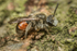 Andrena labiata (m)
