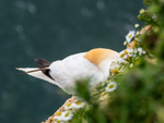 Gannet