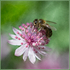 Honeybee