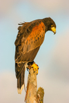 harris hawk Parabuteo unicinctus-0042