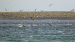 Kelp Gulls and Giant Petrels follow Orcas after successful seal hunt