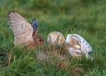 Barn Owl & Kestrel