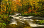 Tollymore Forest Park, Northern Ireland.