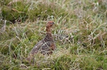 Red Grouse