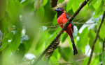Danum valley