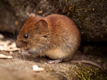 Bank Vole (03)