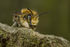 Megachile willughbiella (m)