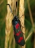 Six-spot Burnet