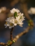 Close Up Of Blossom In My Garden