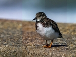 September 2022 - Turnstone