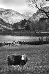 Heardwick Lakeland Sheep