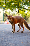 Urban Fox, Bristol _ UR081