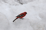 Pine Grosbeak