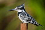 Pied Kingfisher Nairobi Kenya