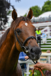 170623-Race 6-Mostawaa-0920