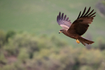 Black Kite hovering side view, Catalonia, Spain