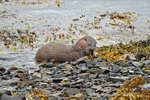 Otter
