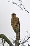 Merlin portfolio