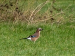 Jay