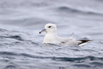 Southern Fulmar swimming on sea, South Africa