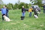 Class 8 Best Working / Gun Dog or Bitch portfolio