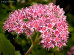Orpine