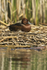 Ferruginous Duck  (m)