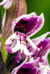 Monkey Orchid Close up