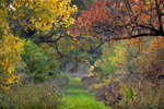 Autumn Pathway