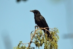 Carrion Crow