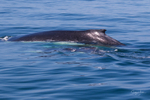 0A3A7579 Mother and Calf 1