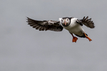 Puffin