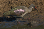 Hadeda (Hadada) Ibis portfolio