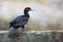 Rock Shag, Carcass Island, Falklands