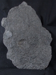 crd009 Pentacrinites dichotomus