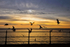 z1353 Seagulls, Totland Bay