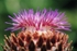 Artichoke Flower Cynara Scolymus