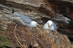 Kittiwakes
