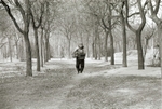 The wood collector